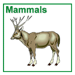 Mammal Survey